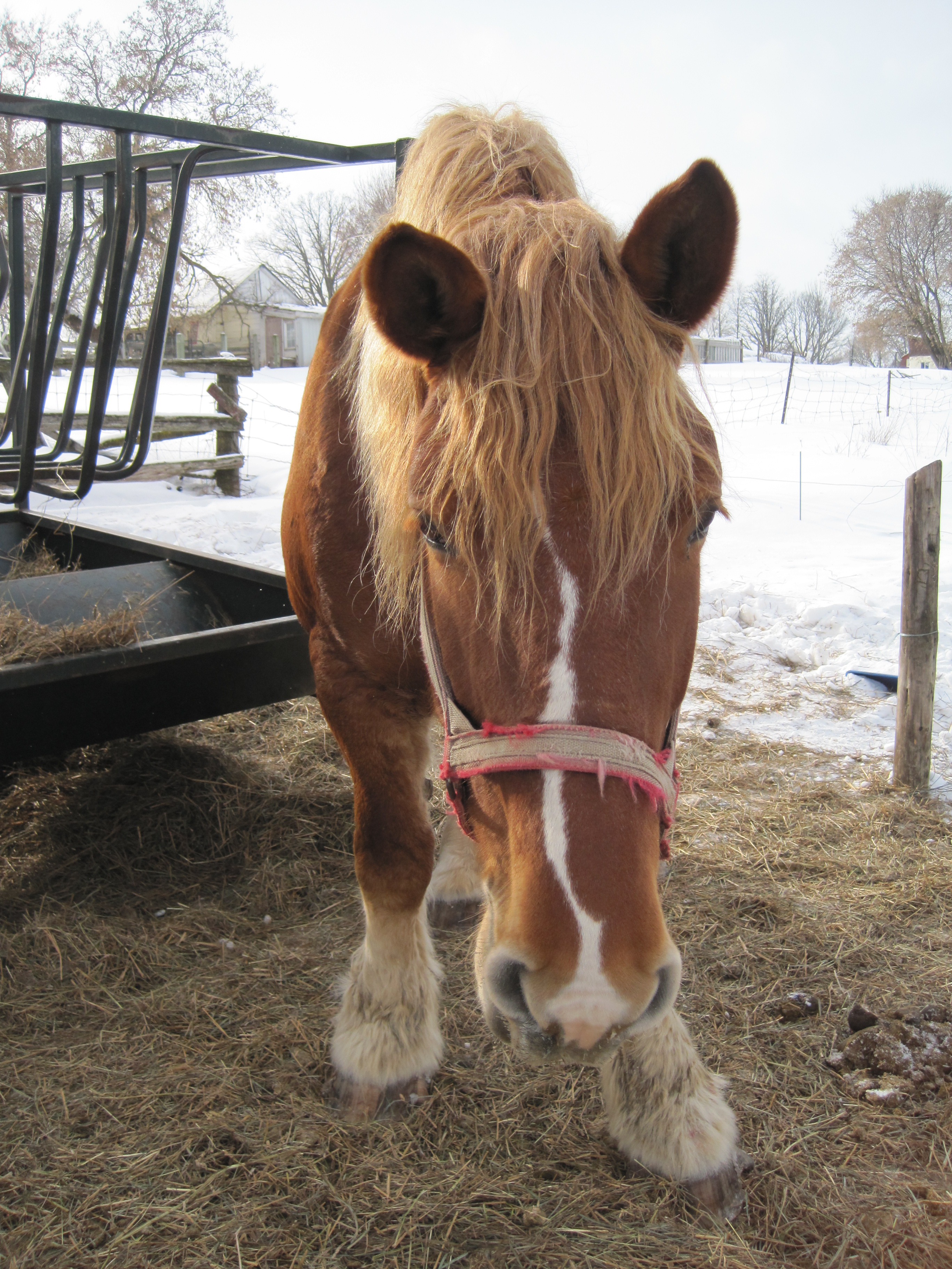 Meet Willo’Wind’s Gentle Giants