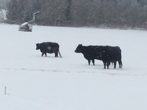 Black Angus cattle winter 2014/15