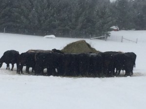 Black Angus cattle winter 2015 