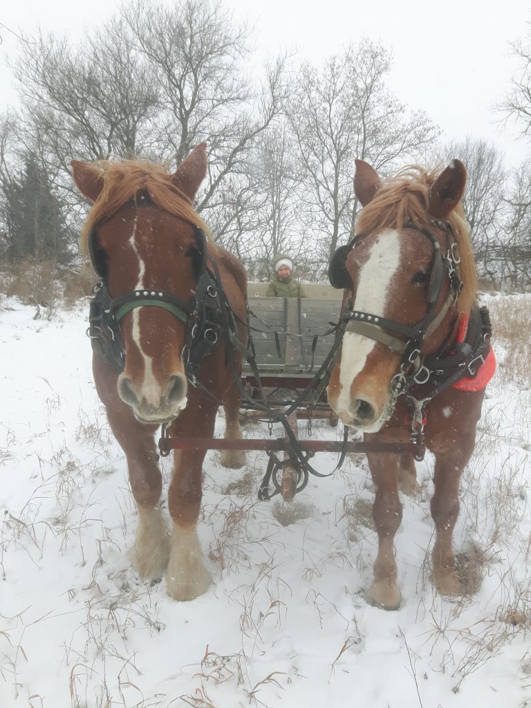 Winter Sleigh Rides On The Farm!!