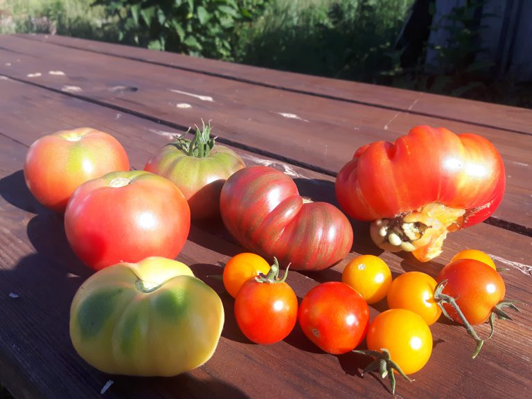 Welcome to Willo’Wind CSA 2019!