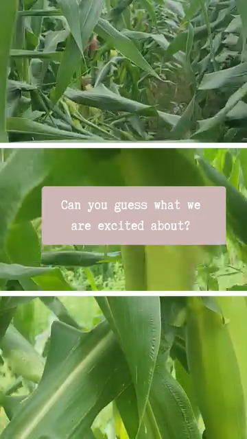 corn